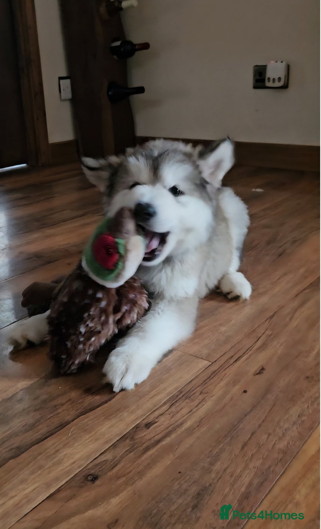 Alaskan Malamute dogs for sale:  Full Alaskan Malamute puppy  - Advert 29