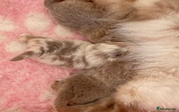 Pomeranian dogs for sale: outstanding true to typ pomeranian puppy's  - Image 18