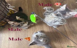 Maine Coon cats for sale: Beautiful pedigree maine coons, open to offers - Image 12