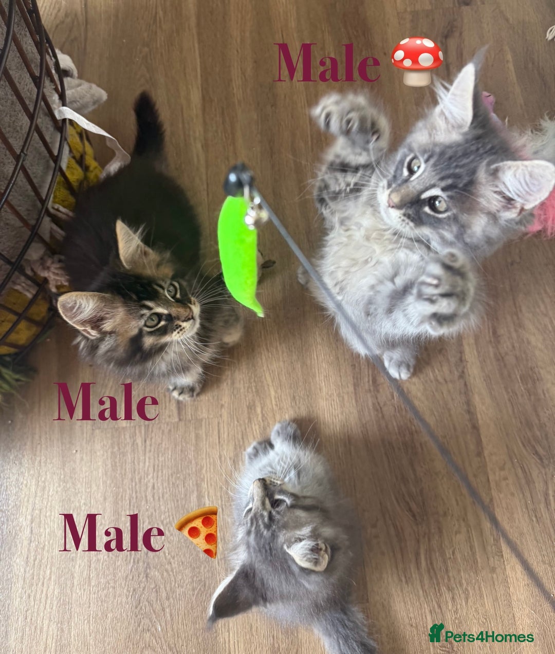 Maine Coon cats for sale: Beautiful pedigree maine coons, open to offers - Image 12