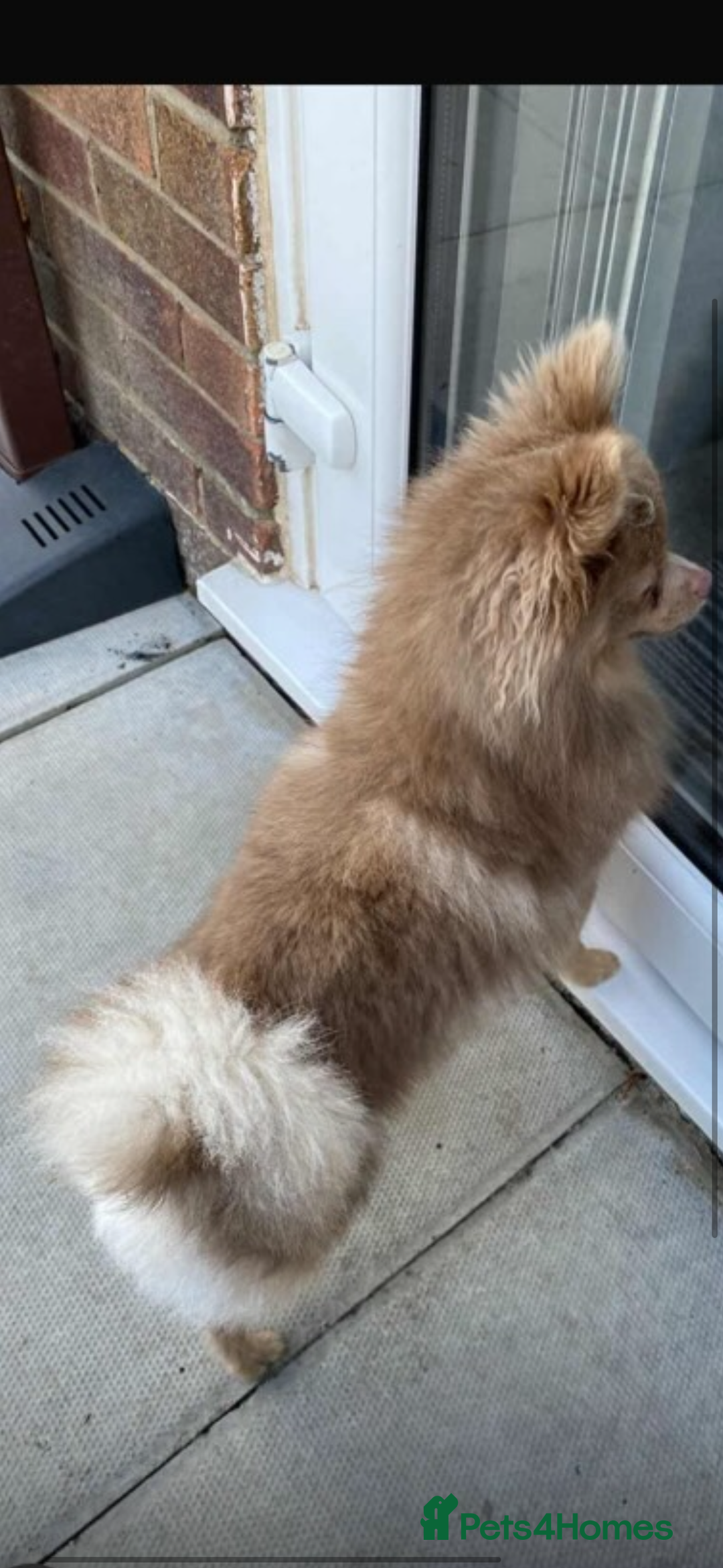 Pomeranian dogs for sale: Pomeranian  - Image 2