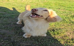 Dachshund dogs for stud: Minature Longhaired Cream - Advert 2