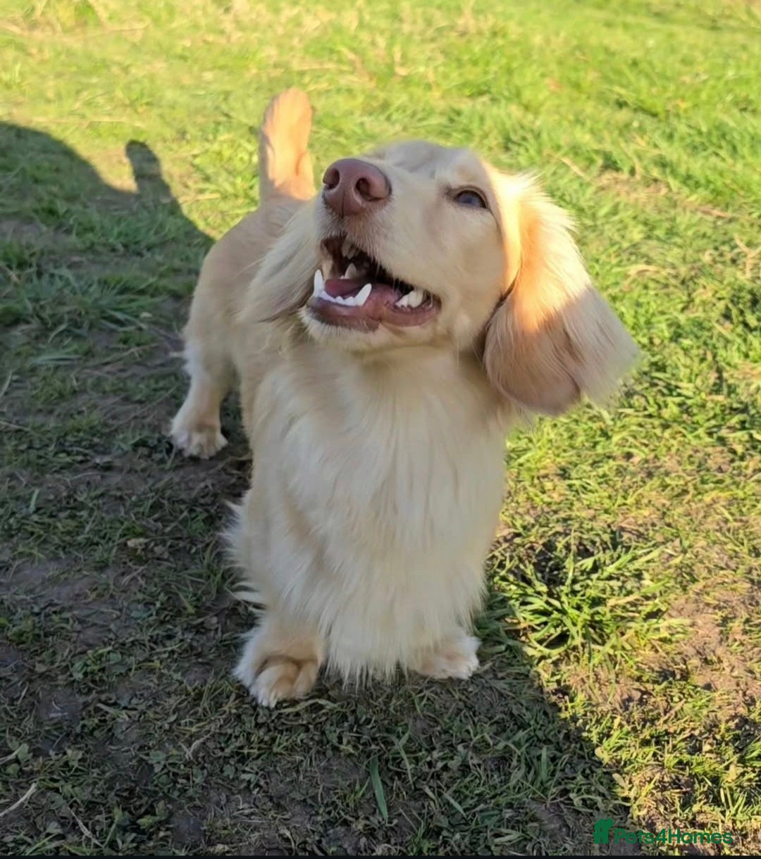 Dachshund dogs for stud: Minature Longhaired Cream - Advert 2