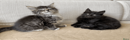 Maine Coon cats for sale: Maine Coon Absolutely Beautiful Kittens For Sale  in London - Advert 17