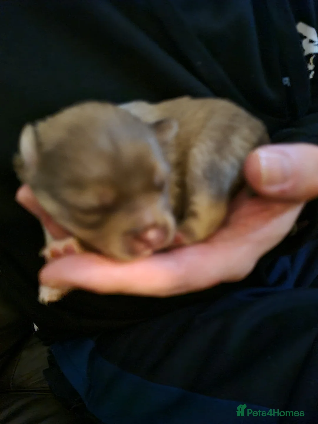 Pomchi dogs for sale: Two male pomchi  - Advert 3