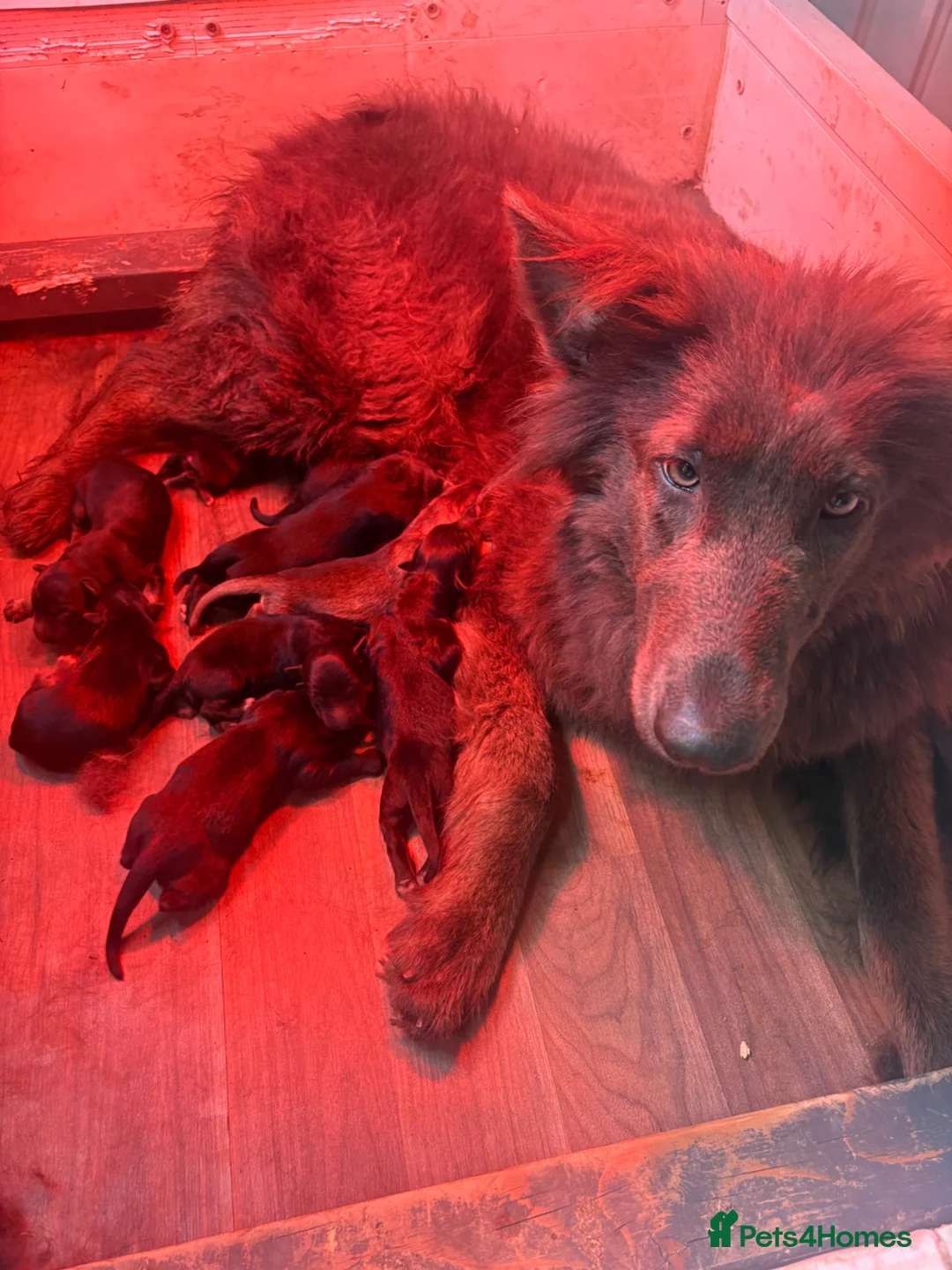 German Shepherd dogs for sale: German shepherd puppies  - Advert 2