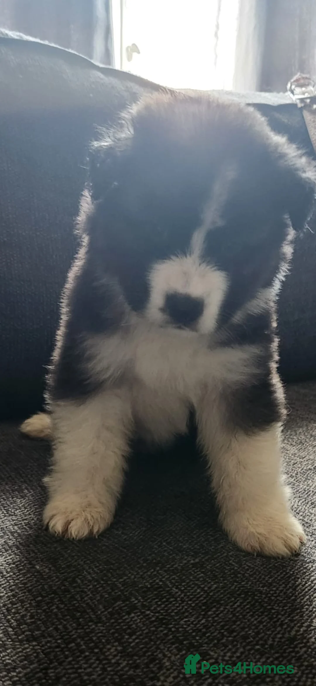 German Shepherd dogs for sale: German shepherd  in Erith - Advert 2