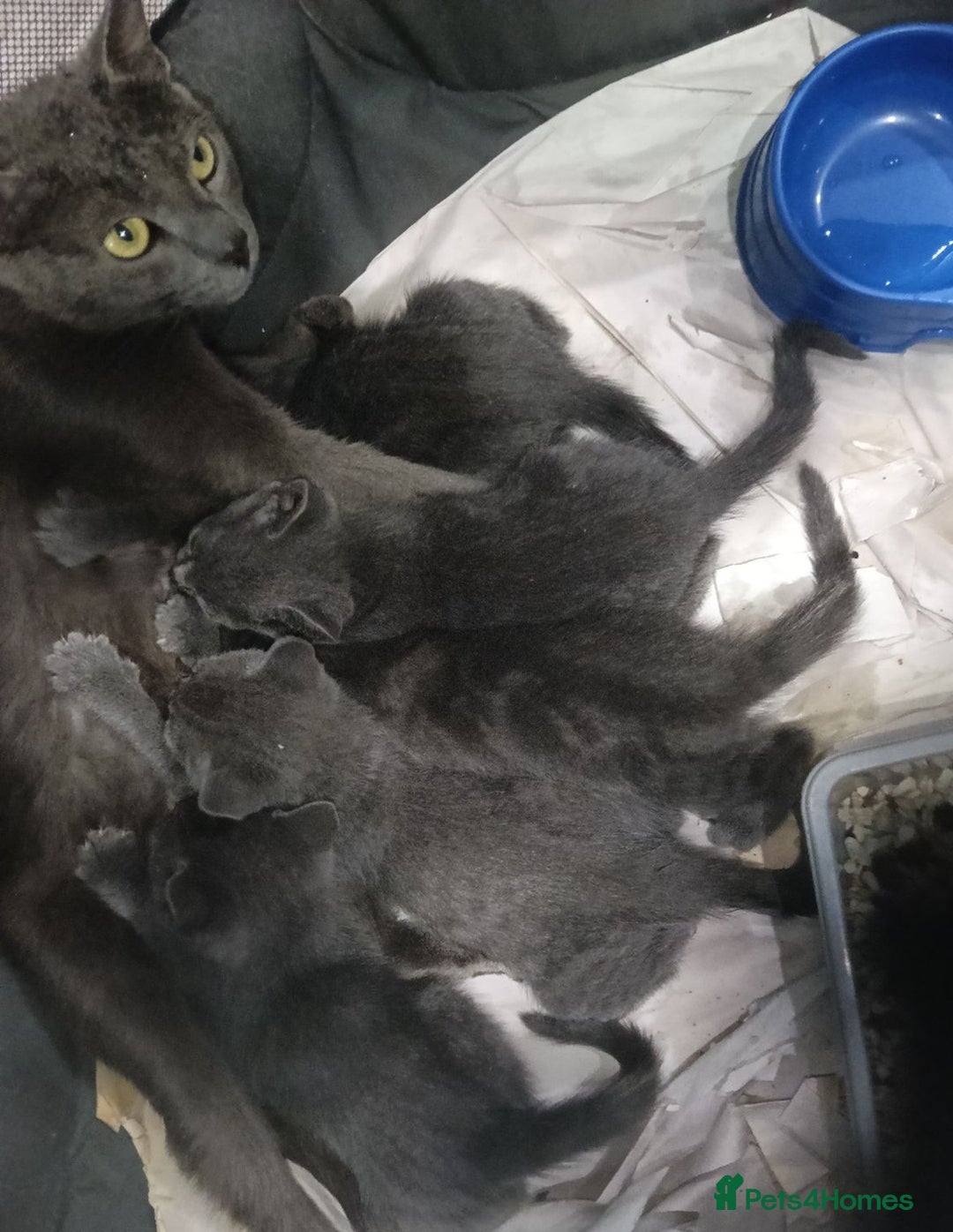 Russian Blue cats for sale: Absolute loving Russian-blue_kittens up for newhom - Advert 5