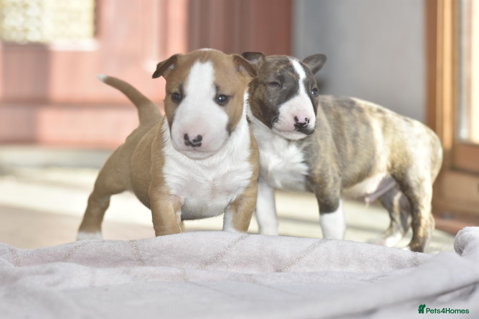 Miniature Bull terrier dogs Excellent miniature english bull terrier puppies  - Advert 7