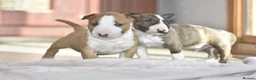 Miniature Bull terrier dogs for sale: Excellent miniature english bull terrier puppies  - Advert 1