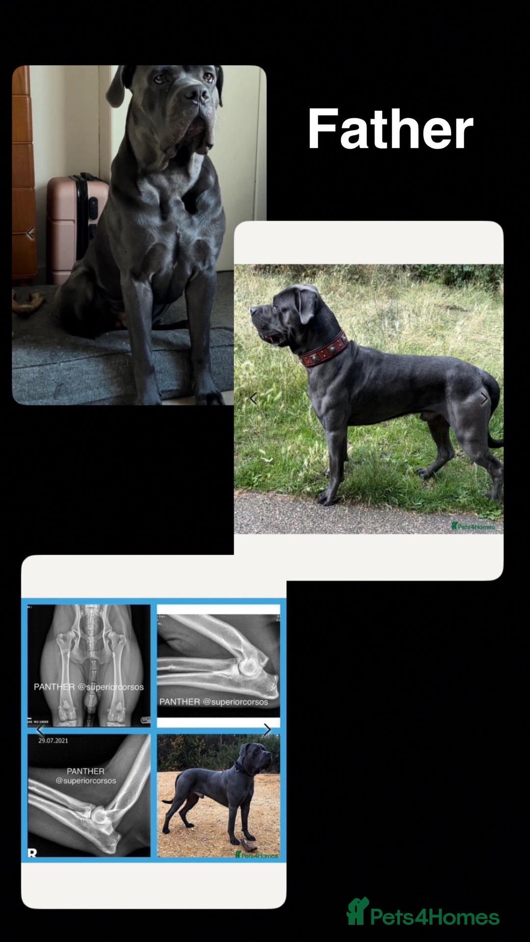 Cane Corso dogs for sale: Pedigree Cane Corso Pups - Ready Now - Image 25
