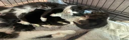 Maine Coon cats for sale: Stunning Maine Coon Cross Kittens – Ready Soon 🐾  - Advert 1