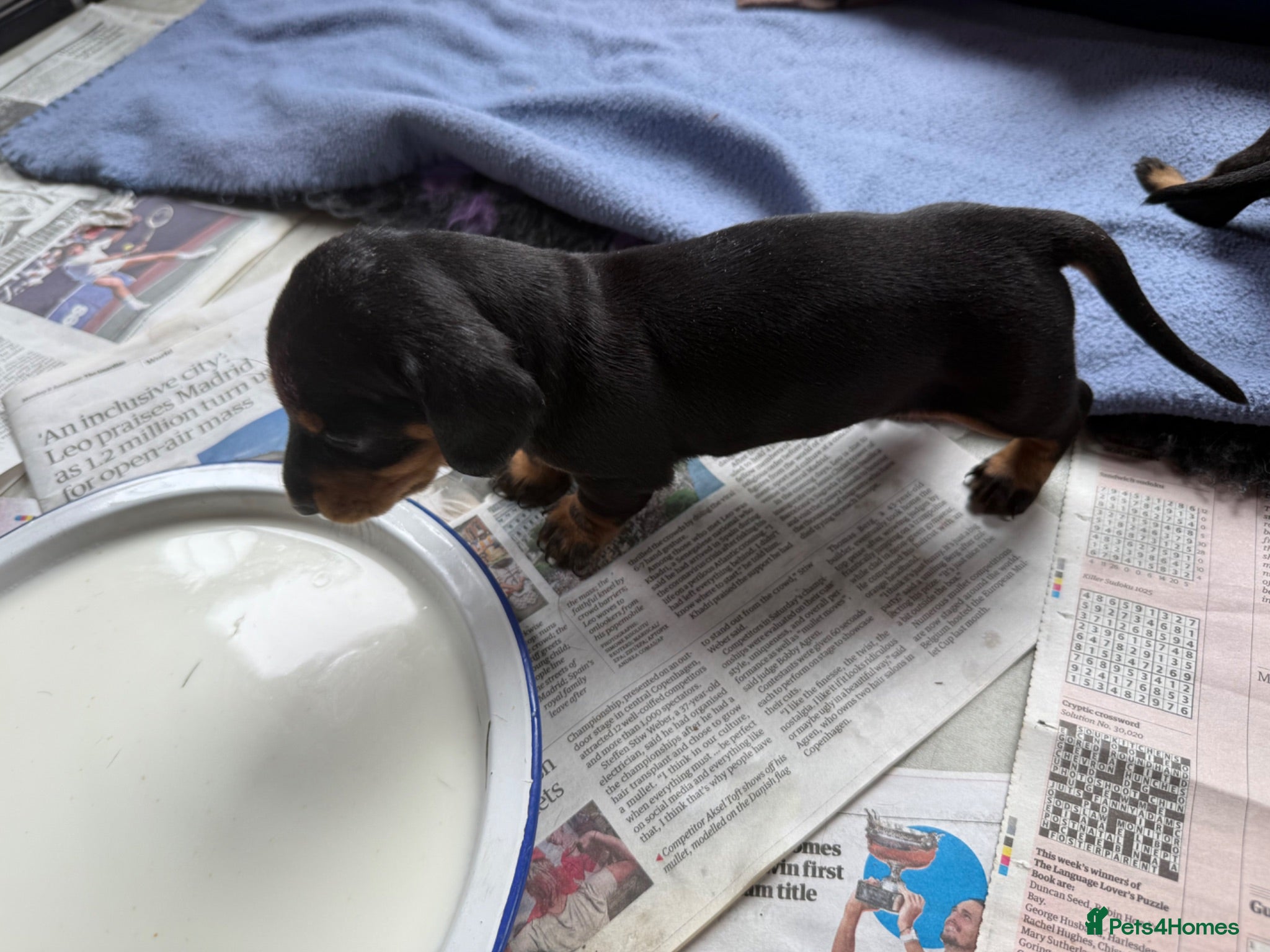Miniature Dachshund dogs Miniature smooth hair dachshund puppies (Scotland) - Advert 2