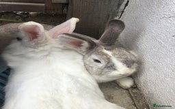 Dutch rabbits for sale: Sweet Adventurous Dutch Rabbits in Greenford - Image 2