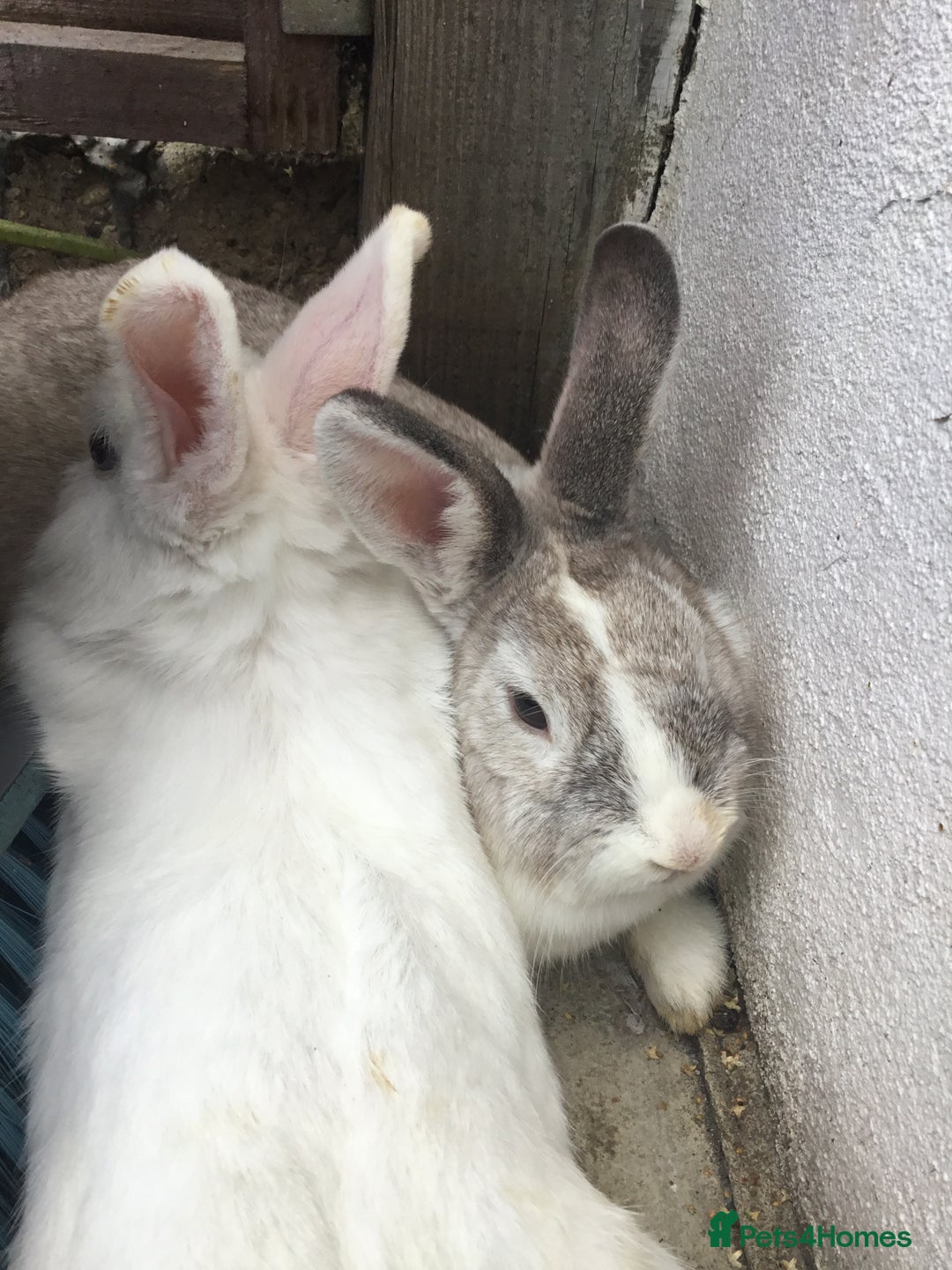 Dutch rabbits for sale: Sweet Adventurous Dutch Rabbits in Greenford - Image 2