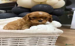 Cavalier King Charles Spaniel dogs for sale: ONE RUBY BOY LEFT Cavalier King Charles  - Image 11