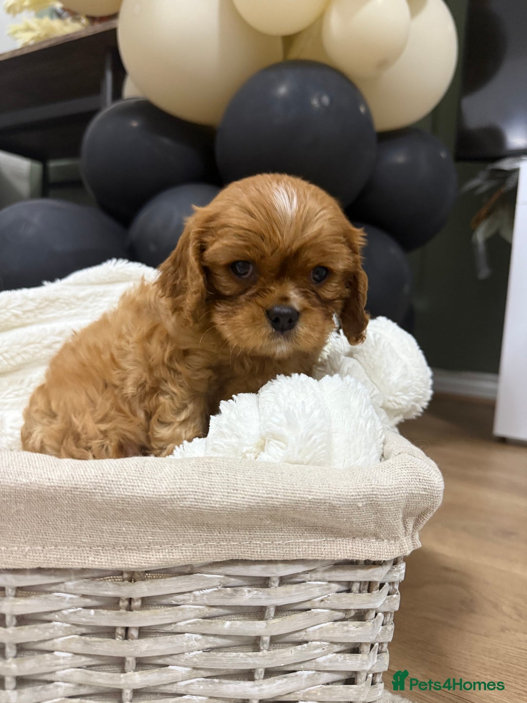 Cavalier King Charles Spaniel dogs for sale: ONE RUBY BOY LEFT Cavalier King Charles  - Image 11