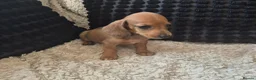 Dachshund dogs for sale: Kc dachshund puppies! - Advert 4