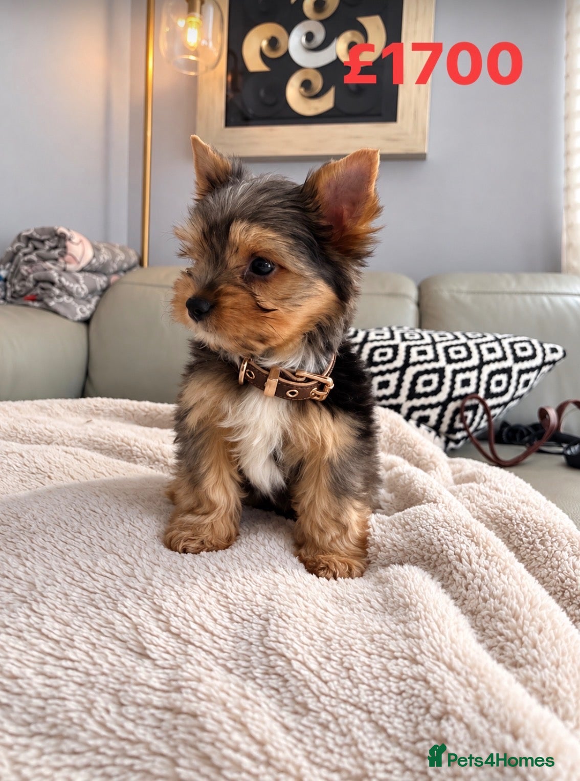Yorkshire Terrier dogs Yorkshire terrier Merle 800g at 3 months   - Advert 11