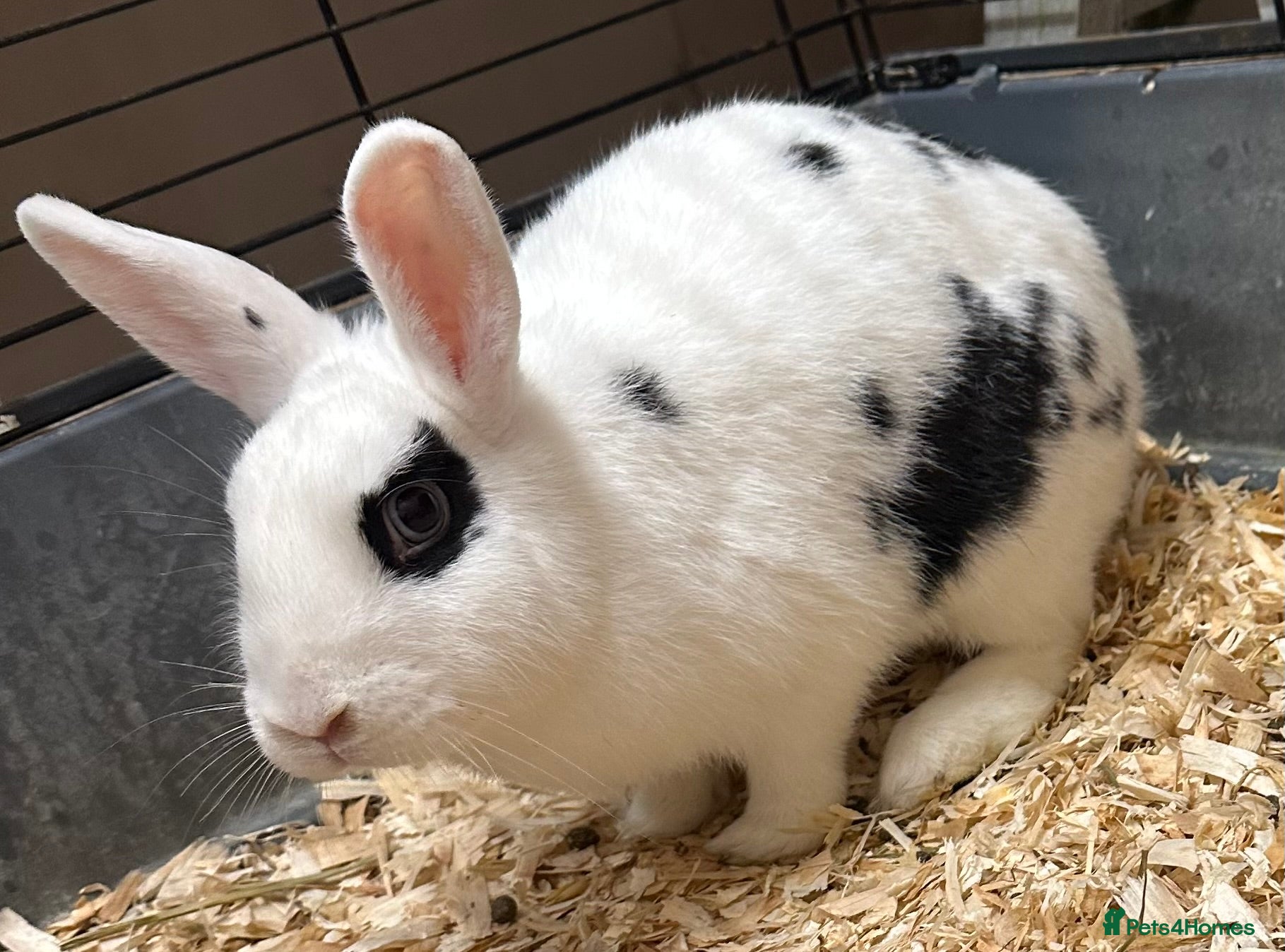 Mixed Breed rabbits 2 beautiful girls looking for their forever home  - Advert 1