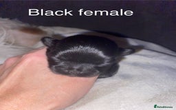 Shih Tzu dogs for sale: Shih Tzu puppies for sale  - Image 3