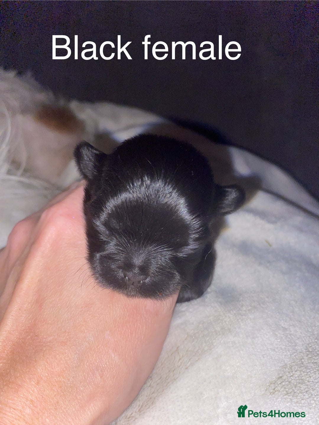 Shih Tzu dogs for sale: Shih Tzu puppies for sale  - Image 3