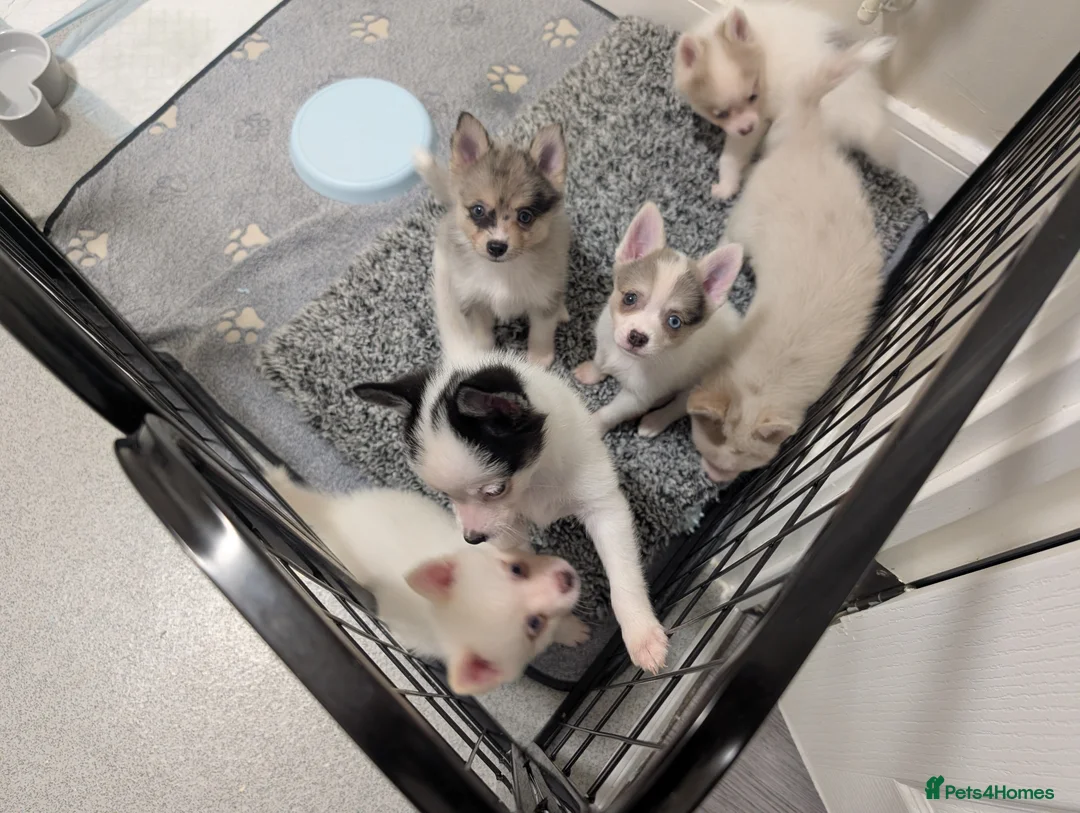 Pomsky dogs for sale: Ready to go this Tuesday Beautiful Pomsky F3 Micro - Advert 2