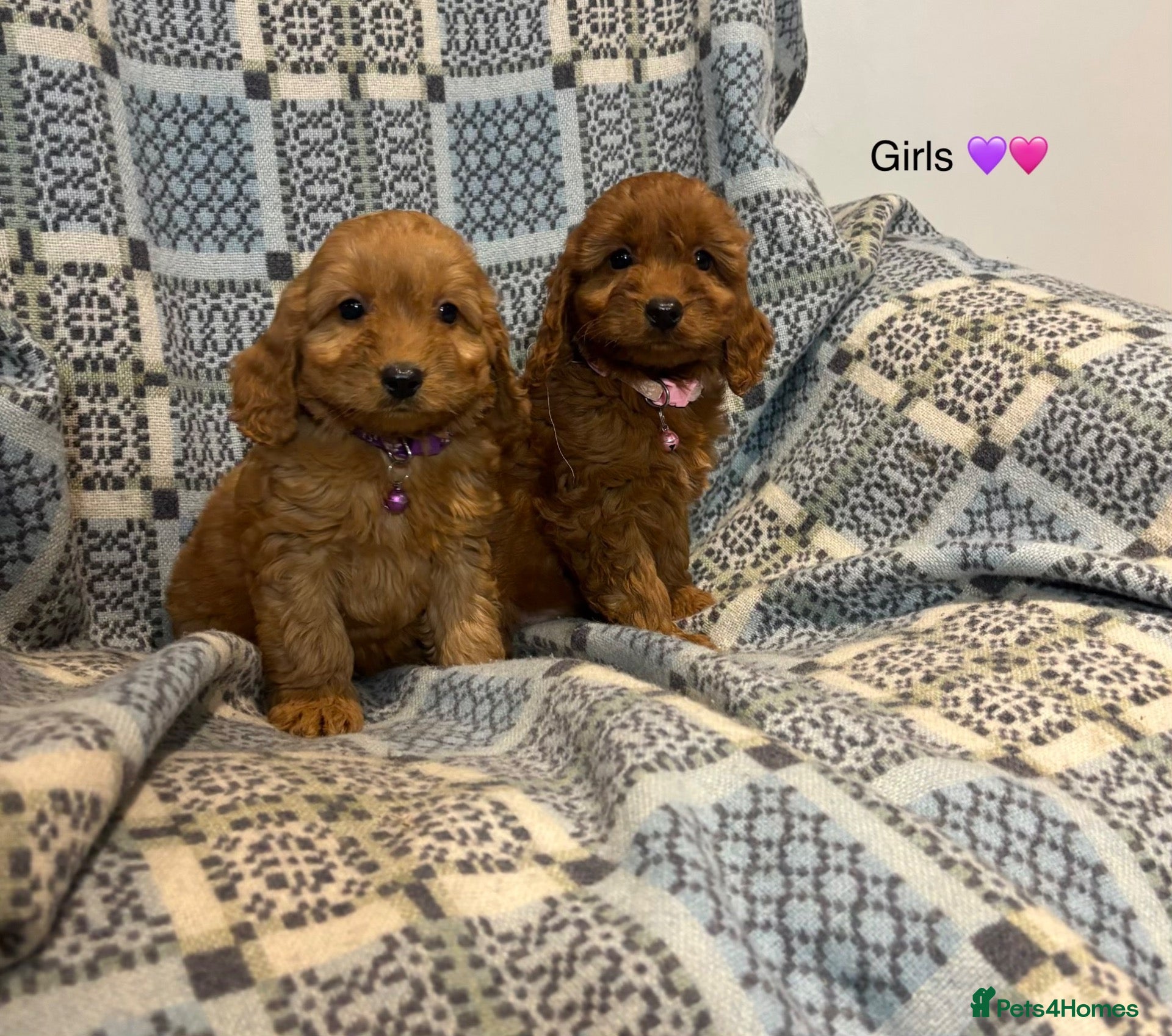 Cockapoo dogs F1 Cockapoo puppies Ready now. - Advert 3