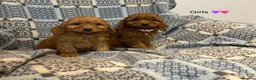 Cockapoo dogs for sale: F1 Cockapoo puppies Ready now. - Advert 1