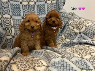 Cockapoo dogs F1 Cockapoo puppies Ready now. - Advert 3