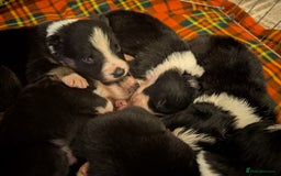 Border Collie dogs for sale: Only 1 working border Collie dog pup remaining  - Image 3