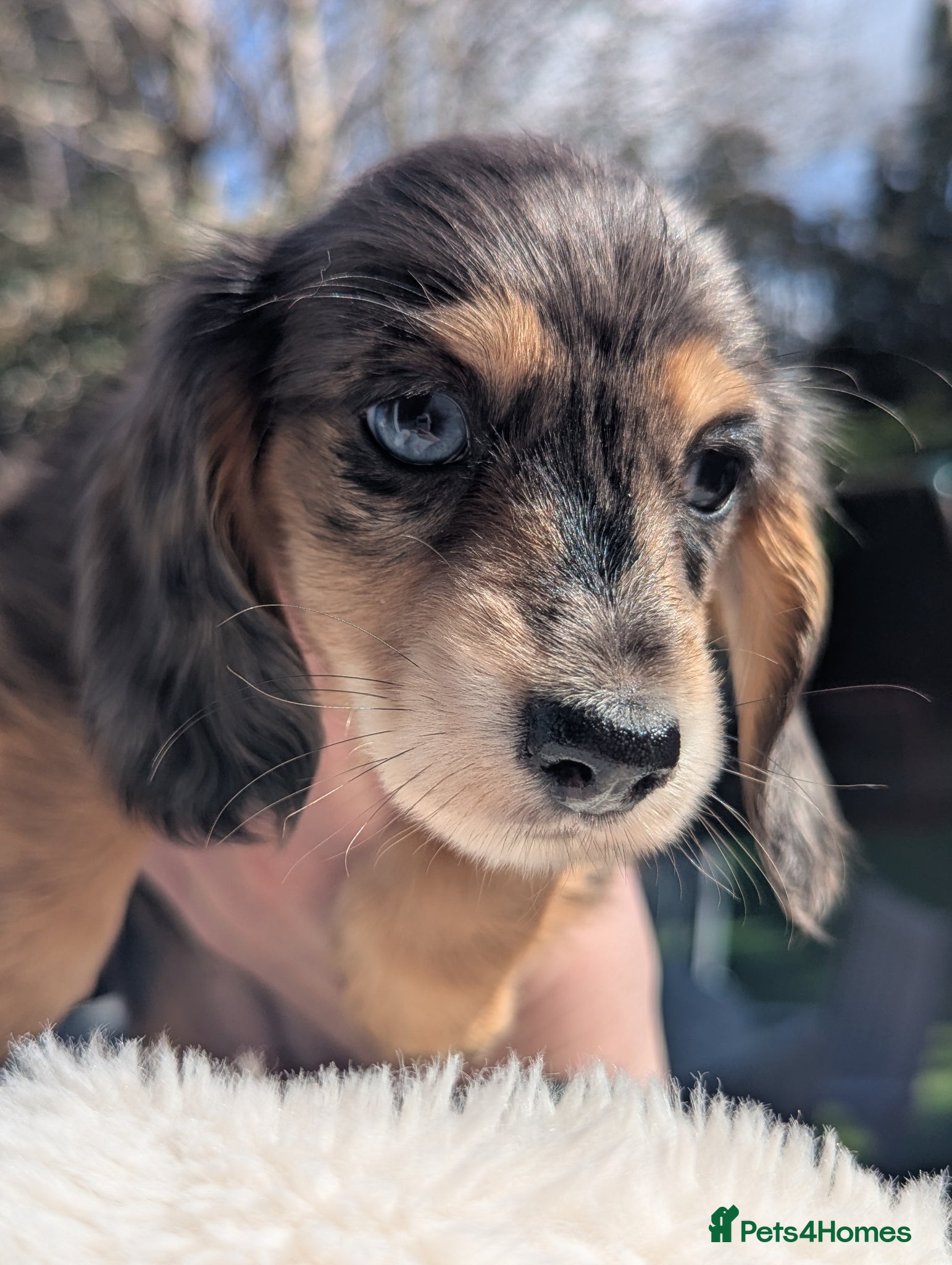 Miniature Dachshund dogs RESERVE NOW FOR BANK HOLIDAY WEEKEND 🐣♥️ - Advert 2