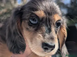 Miniature Dachshund dogs RESERVE NOW FOR BANK HOLIDAY WEEKEND 🐣♥️ - Advert 2