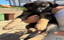 German Shepherd dogs for sale: German Shepherd Puppies - Image 7