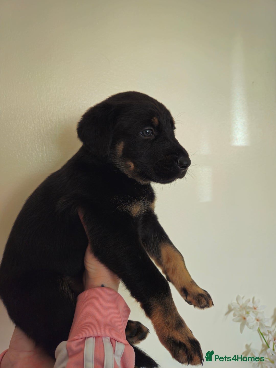 Mixed Breed dogs for sale: Beautiful black German shepherd x doberman  - Advert 4