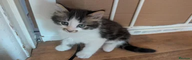 Mixed Breed 4