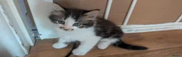 Mixed Breed cats for sale: 4 female kittens for sale  in New Milton - Advert 4
