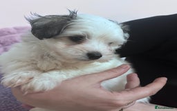 Bichon Frise dogs for sale: Adorable Puppies Ready for Their Forever Homes  - Image 17