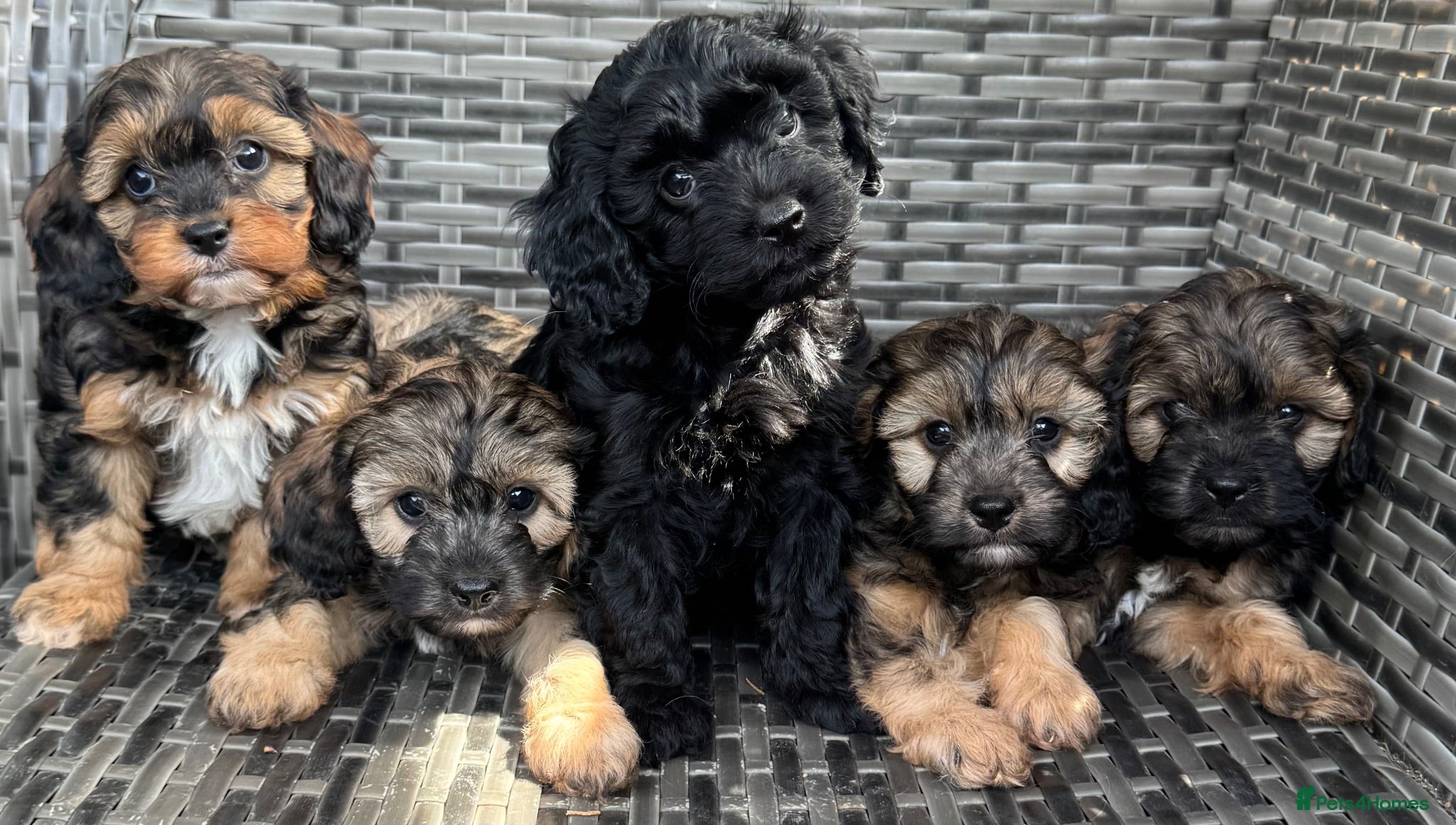 Cavapoo dogs Amazing coloured fi cavapoo health tested parents  - Advert 9