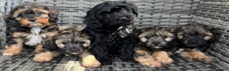 Cavapoo dogs for sale: Amazing coloured fi cavapoo health tested parents  - Advert 1