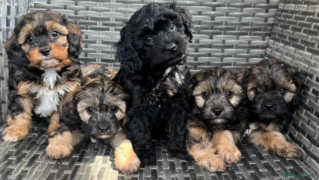 Cavapoo dogs for sale: Amazing coloured fi cavapoo health tested parents  - Advert 1