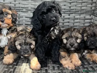 Cavapoo dogs Amazing coloured fi cavapoo health tested parents - Advert 8