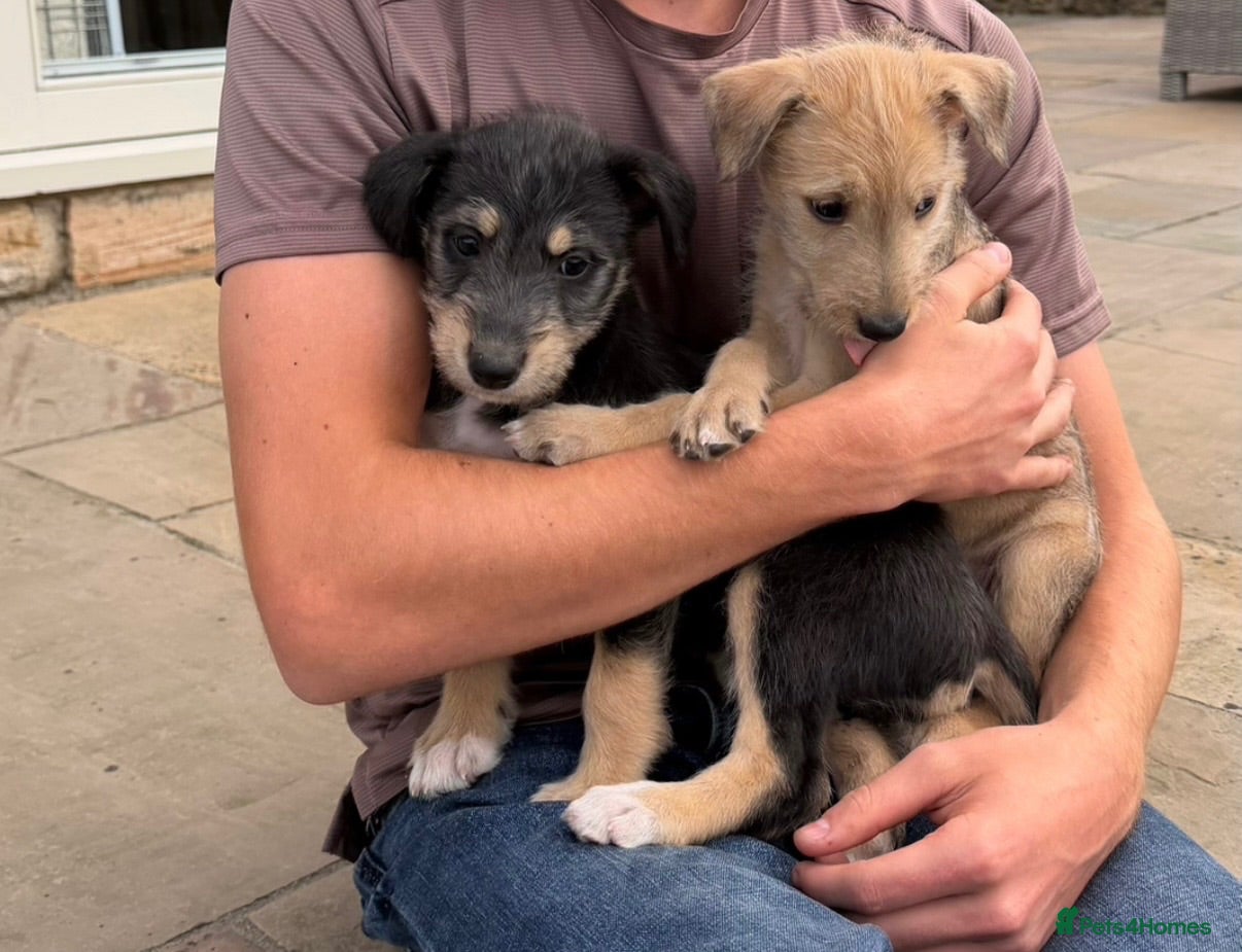 Lurcher dogs Wheaten Greyhound puppies - Advert 7