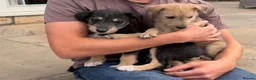 Lurcher dogs for sale: Wheaten Greyhound puppies - Advert 1