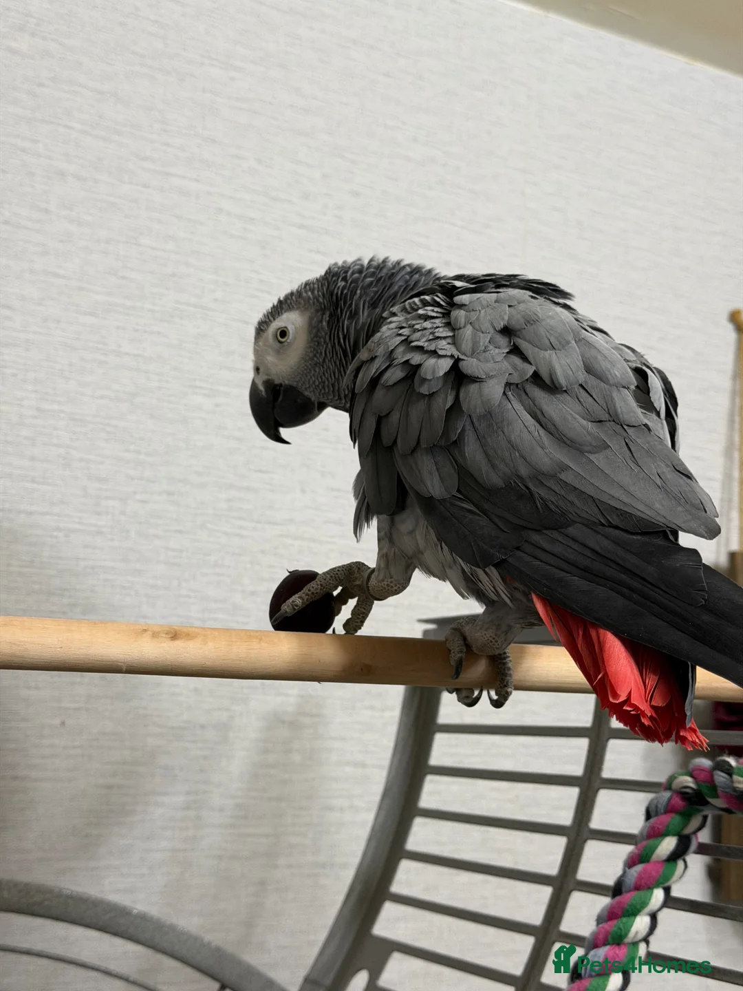 Parrots birds for sale: Tamed and talkative Female African Grey  - Advert 2