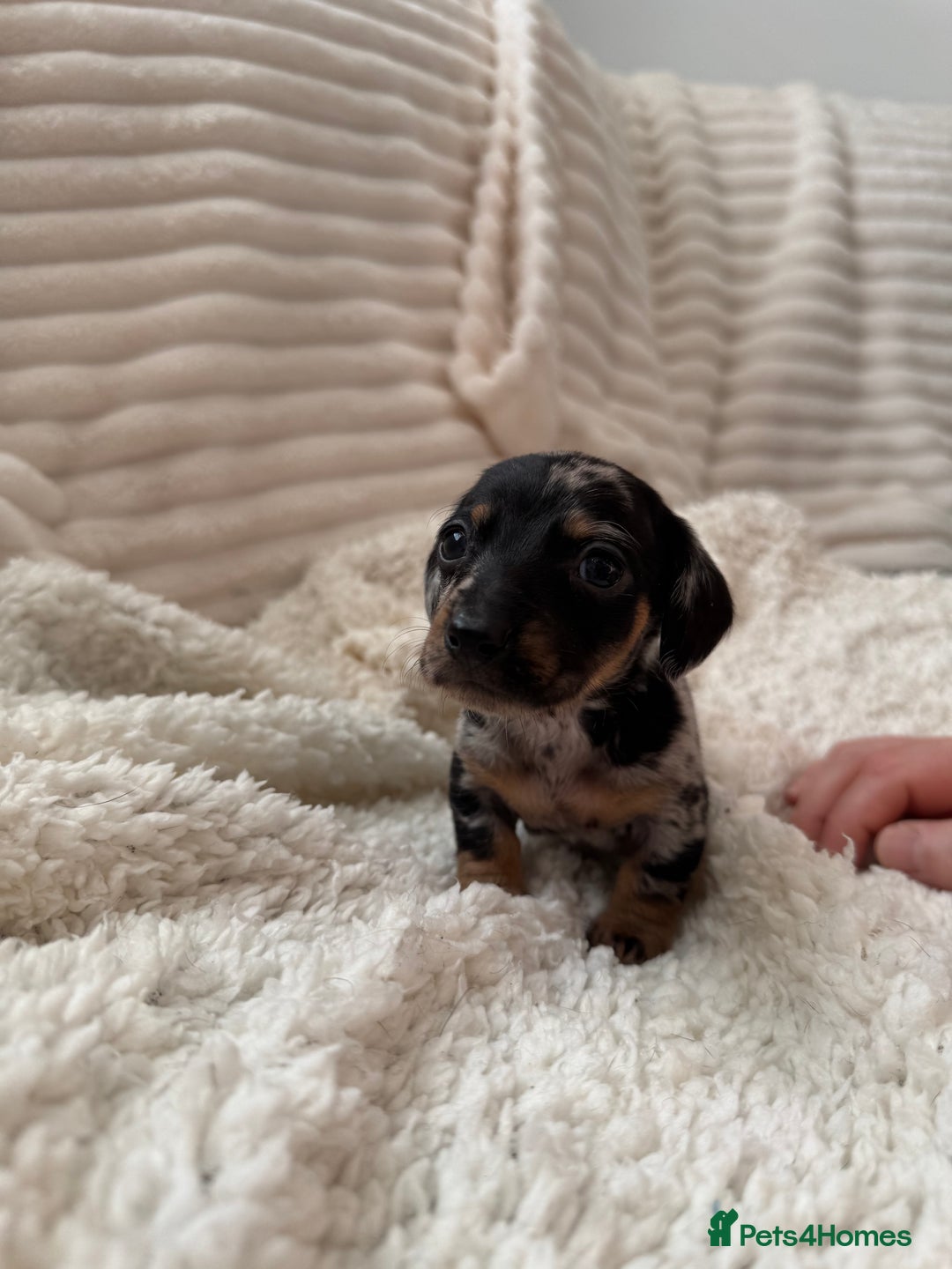 Miniature Dachshund dogs for sale: 8 Adorable miniature dachshund puppies - Advert 7
