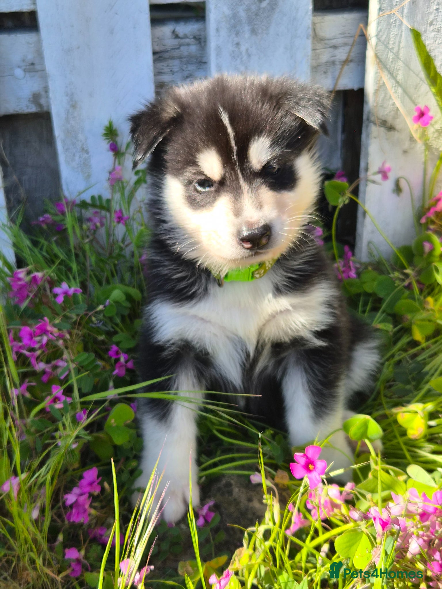 Siberian Husky dogs 🐾 Siberian Husky Puppies 🐾 - Advert 1