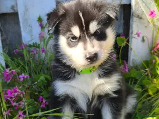 Siberian Husky dogs 🐾 Siberian Husky Puppies 🐾 - Advert 1