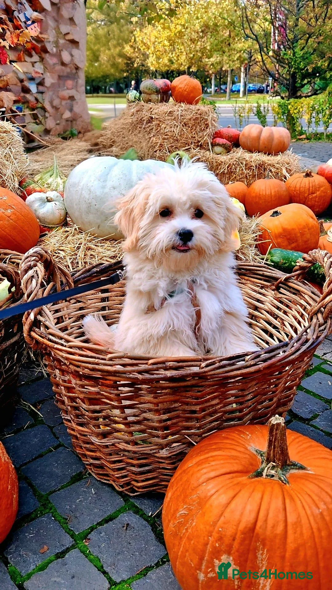 Poochon dogs for sale: Gorgeous Maltipoo Puppy - Advert 1