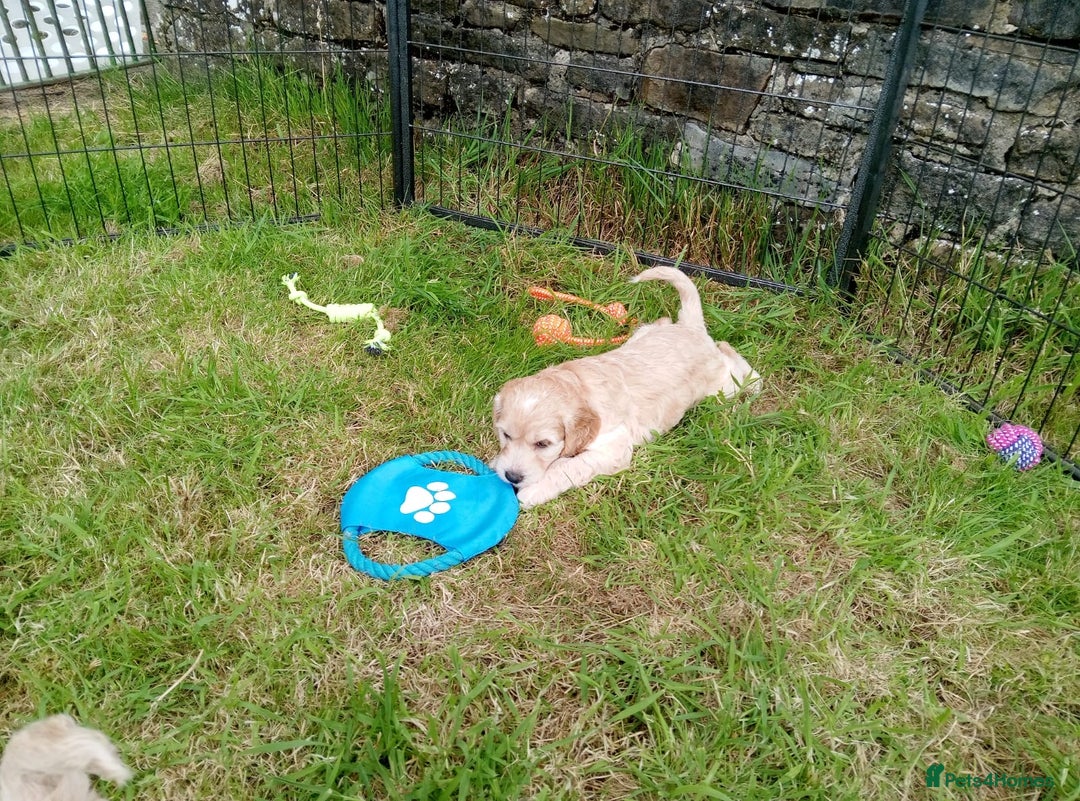 Cockapoo dogs for sale: ⭐️VERY RARE TOY Cockapoo Puppies⭐️🐶 - Image 31